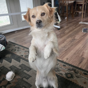 Tobi, a Cream Labradoodle (Labrador Retriever + Poodle) Dog