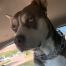 %name%, a %color% %breed% %type%