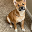 Kima