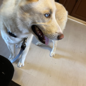 Popcorn, a Apricot, White Alaskan husky Dog