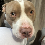 Hulk, a Brown, White American Pit Bull Terrier Dog