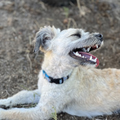 Stitch, a Beige/Black Unknown Breed Dog