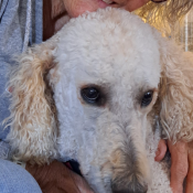 Beau, a White, Brown, Cream Poodle Dog