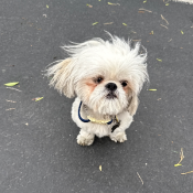 Louie, a White Shih Tzu Dog