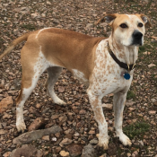 Image of lost pet: Beaux, a Orange, Cream, White hound mix Dog