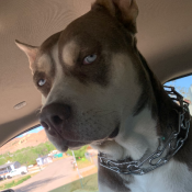%name%, a %color% %breed% %type%