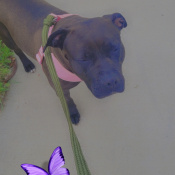 Image of lost pet: B, a White, Dark-brown Pit mix Dog