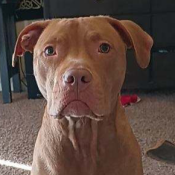 BUDDY, a RED/WHITE PIT BULL Dog