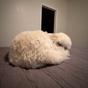 %name%, a %color% %breed% %type%