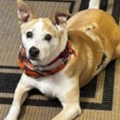 ARLO, a Tan, White BASENJI/TOY FOX TERRIER Dog