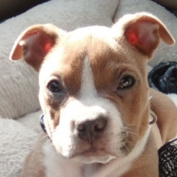 Brutas, a Brown, White American  bully Dog