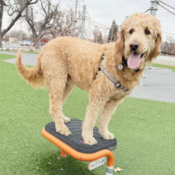 {petName}, a Apricot Goldendoodle (Golden Retriever + Poodle) Dog