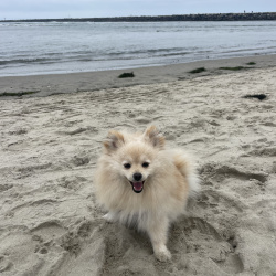 Sandie, a White, Cream, Tan Pomeranian Dog