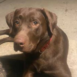 %name%, a %color% %breed% %type%