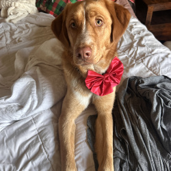 {petName}, a Golden, Orange Aussie Retriever  Dog