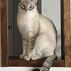 {petName}, a Cream, Apricot, Grey Breed Unknown Cat