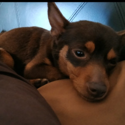 {petName}, a Brown Chihuahua Dog