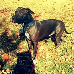 {petName}, a Black BULLMASTIFF Dog