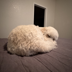 %name%, a %color% %breed% %type%