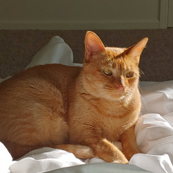 %name%, a %color% %breed% %type%