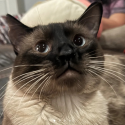 {petName}, a Black, Cream, Tan Siamés  Cat