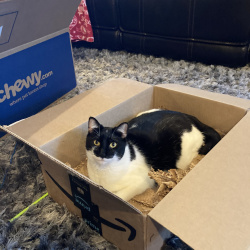 {petName}, a White, Black American Shorthair Cat
