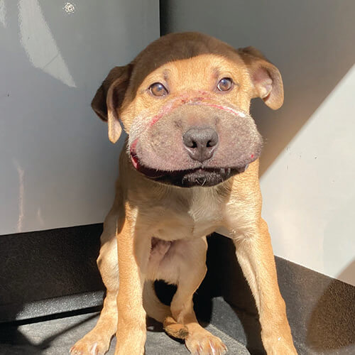 Bowie the dog at Washoe County Regional Animal Services